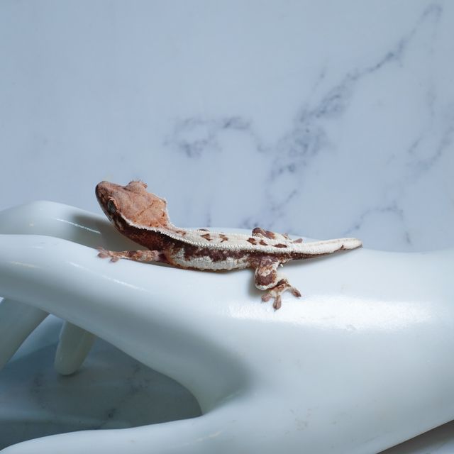 릴리 세이블