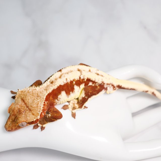 레드 릴리화이트