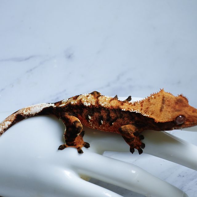 익스트림할리퀸 할로윈 다크 텐저린