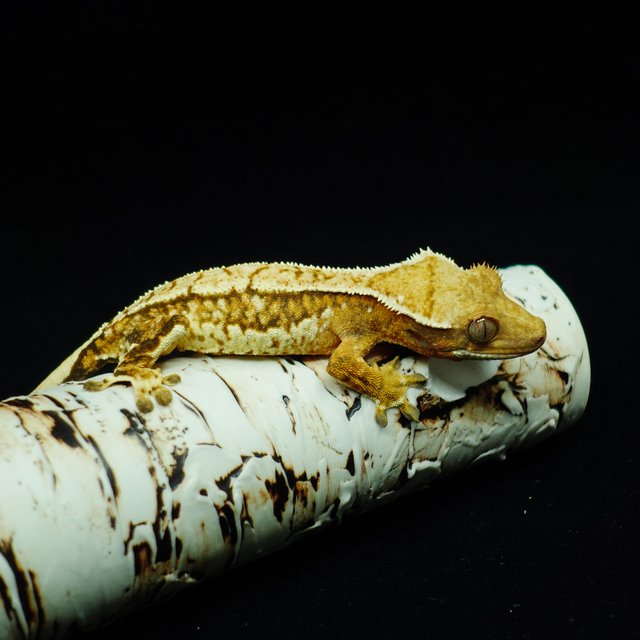 텐저린 트라이 익스트림할리퀸