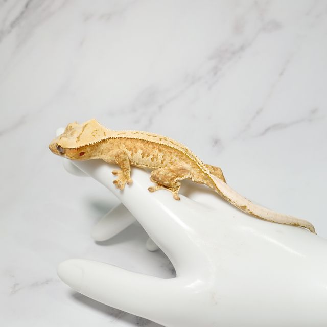 크림시클 옐로우