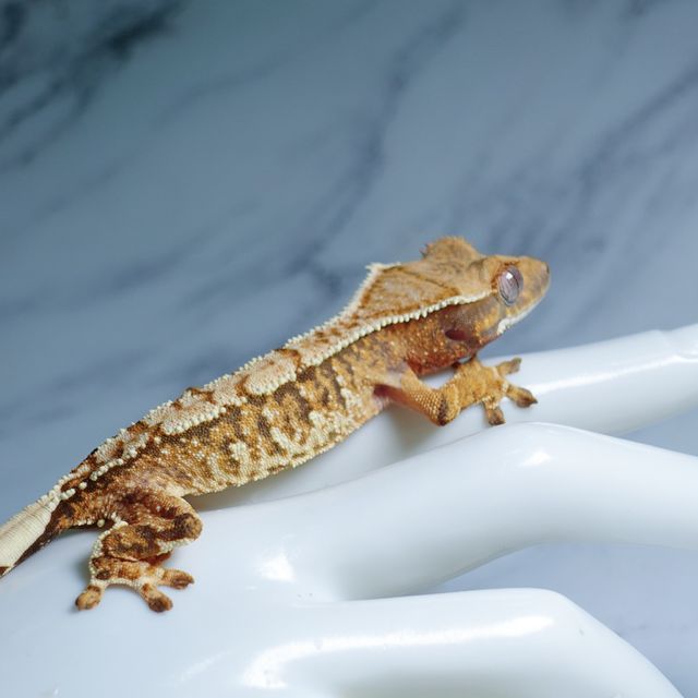 Extreme Harlequin Tri