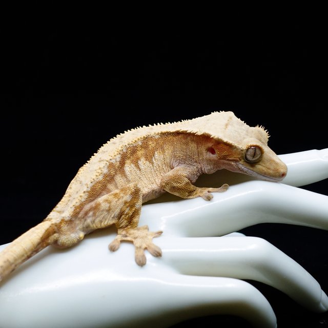 레드 트라이 익스트림할리퀸