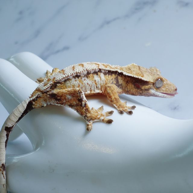 White Pin Tri White Spot Extreme Harlequin Drippy