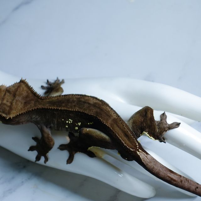 Buckskin Charcoal Dark