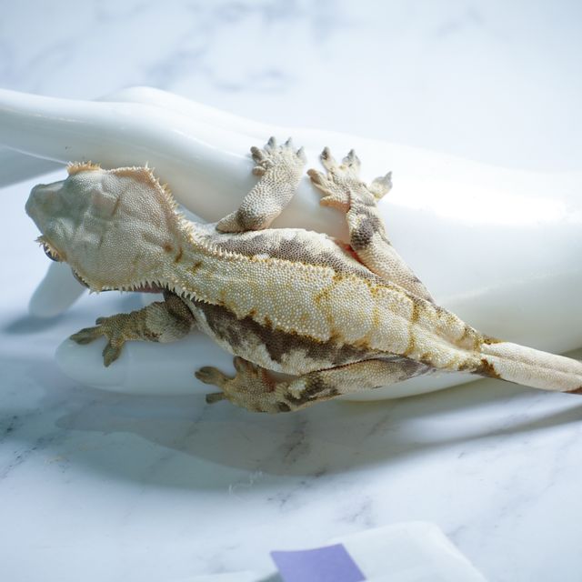 트라이 익스트림할리퀸 드리피 화이트스팟