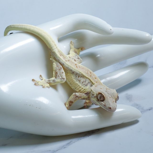 Lilly White