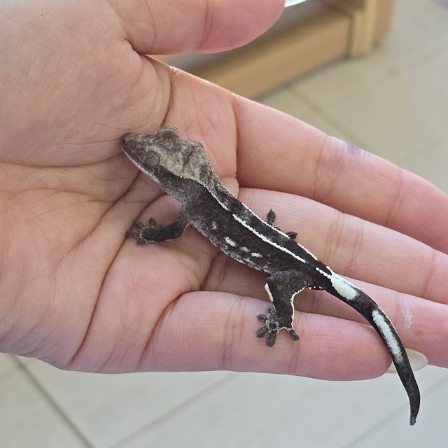 Axanthic