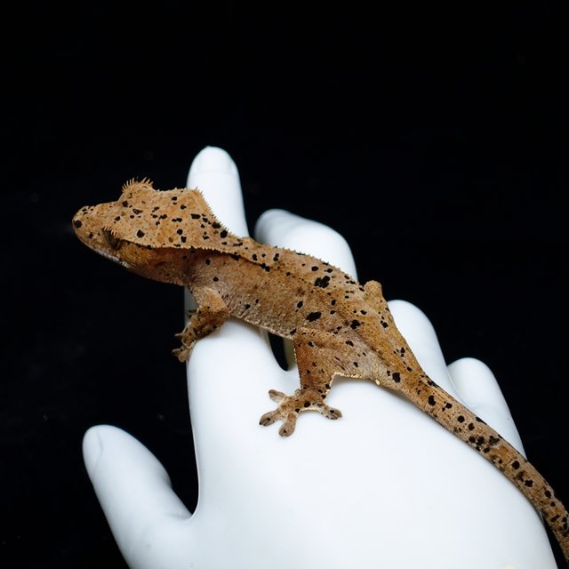 Dalmatian Super Dalmatian