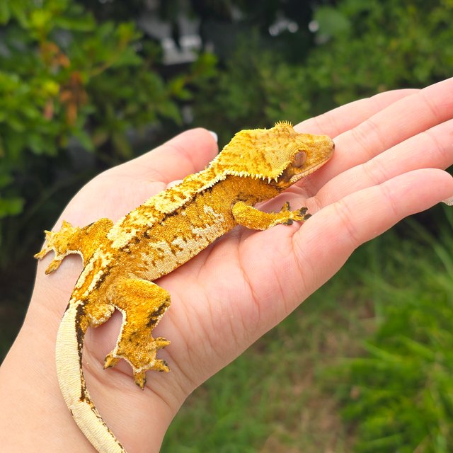 Tri Extreme Harlequin