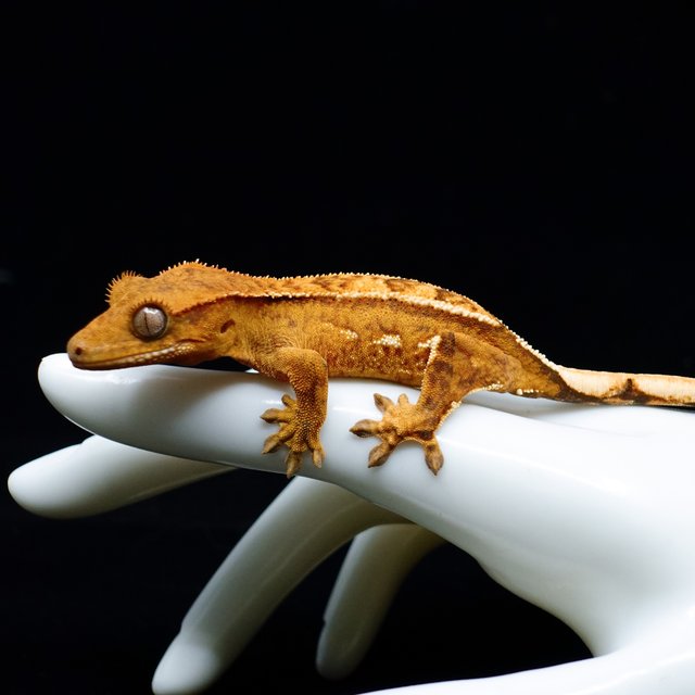 크림 옐로우 크림시클