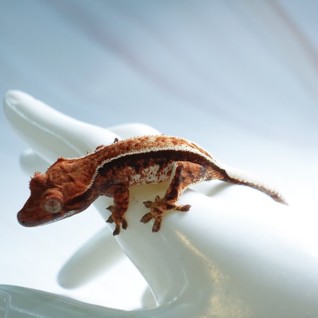 트라이 카푸치노