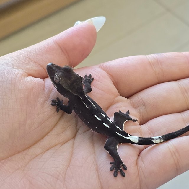 Axanthic