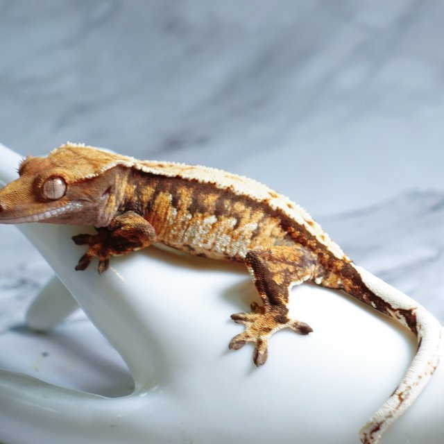 Tri Extreme Harlequin