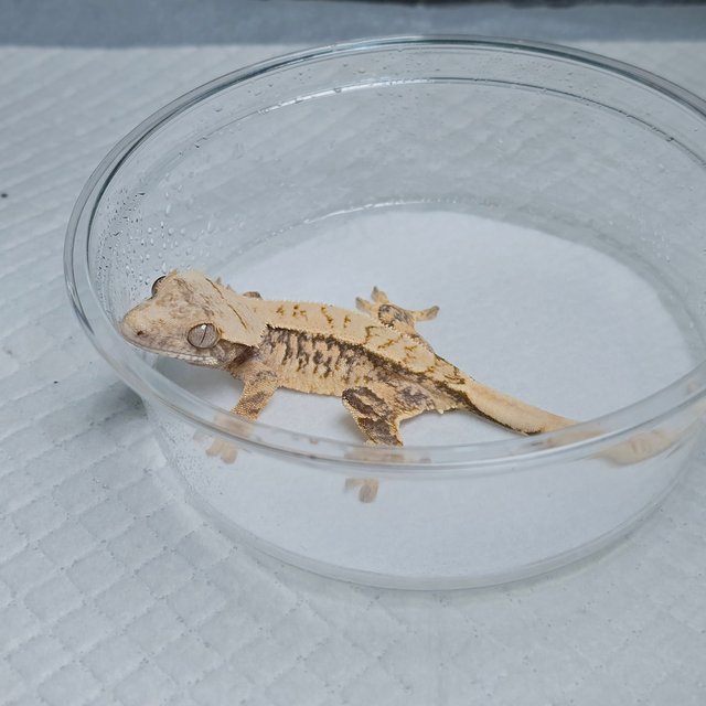 Tri Extreme Harlequin