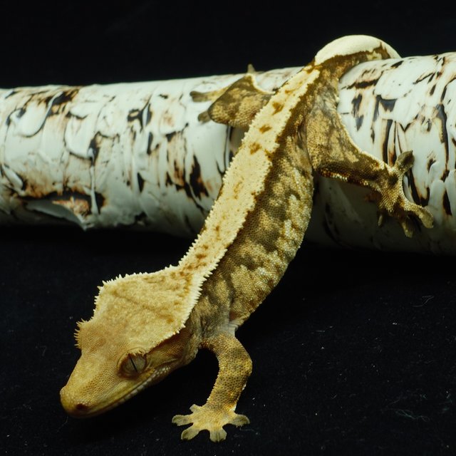 트라이 익스트림할리퀸