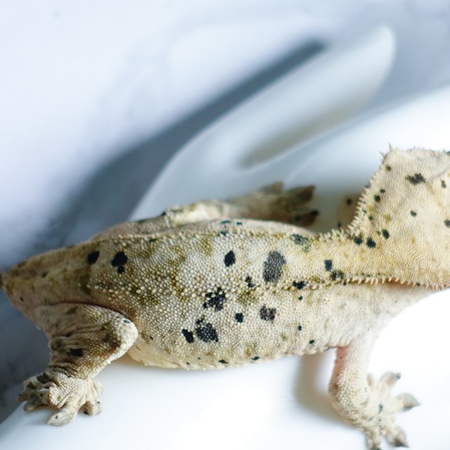 Super Dalmatian Dalmatian