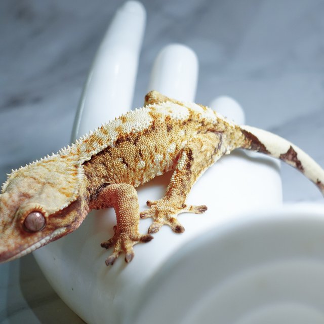 Extreme Harlequin Tri