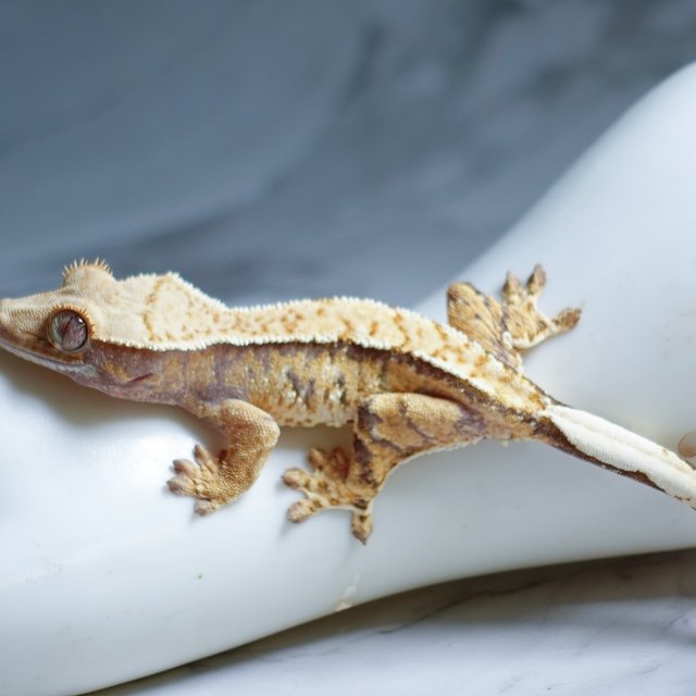 Tri Extreme Harlequin