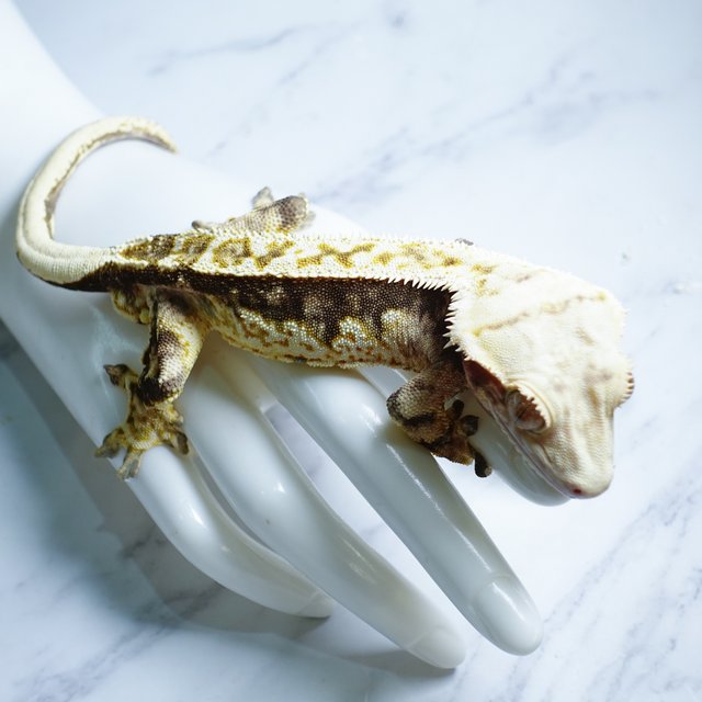 Extreme Harlequin Tri