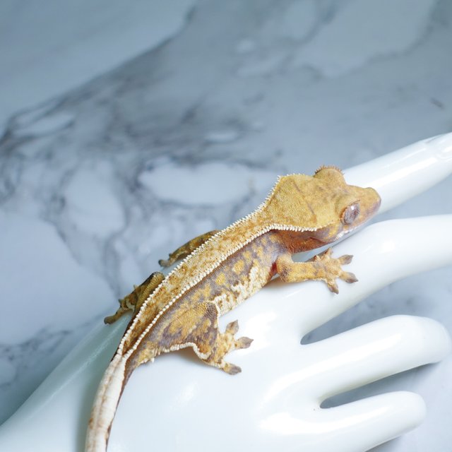 Tri Extreme Harlequin Tangerine