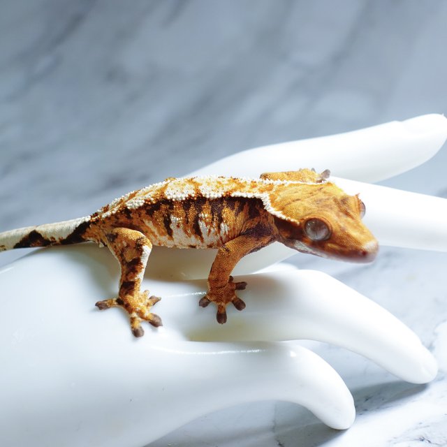 Tangerine Tri Extreme Harlequin