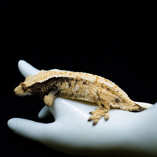 Tri Extreme Harlequin White Spot