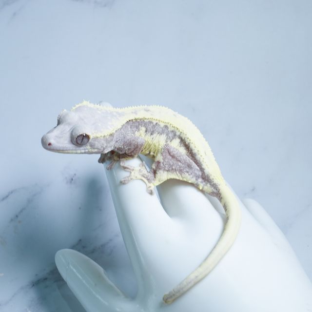 릴리 세이블