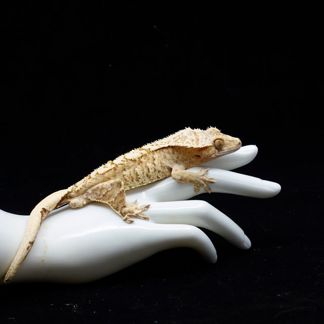 Cream Creamsicle Yellow