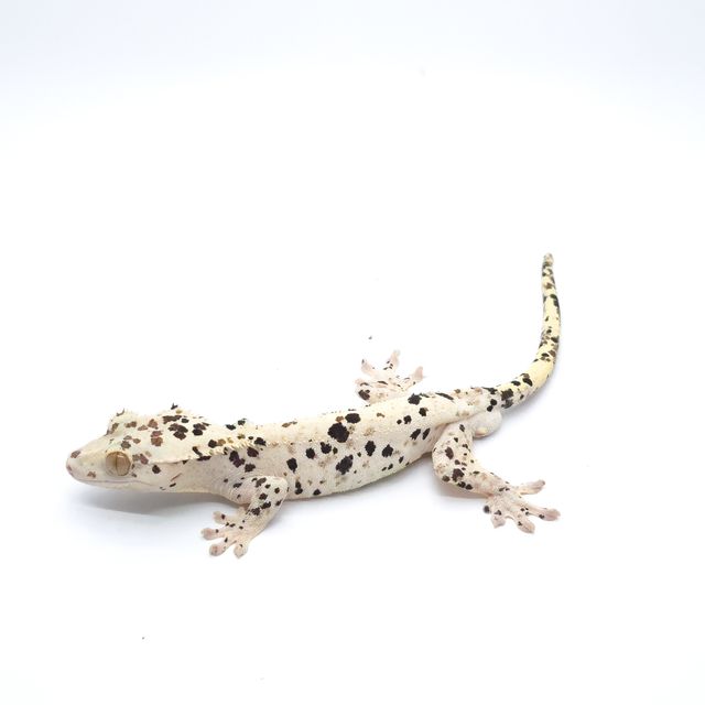 달마시안 슈퍼달마시안