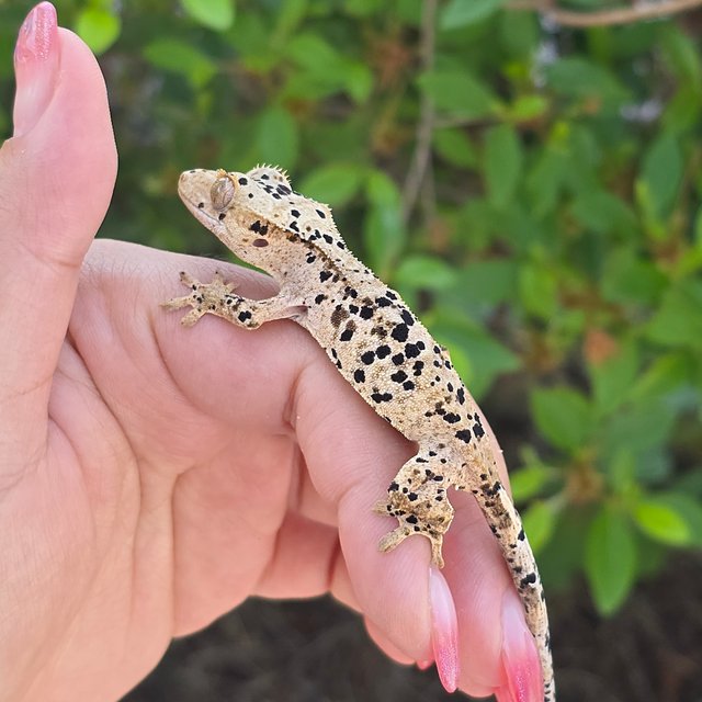 Dalmatian Super Dalmatian