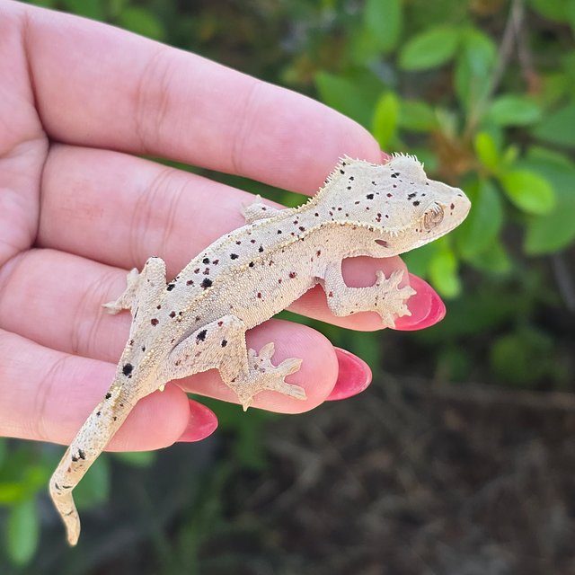 Dalmatian Super Dalmatian