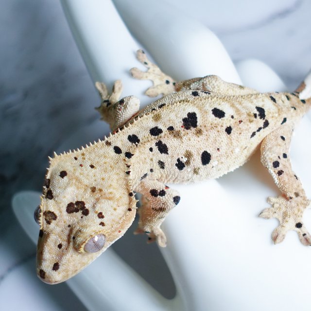 Super Dalmatian Dalmatian