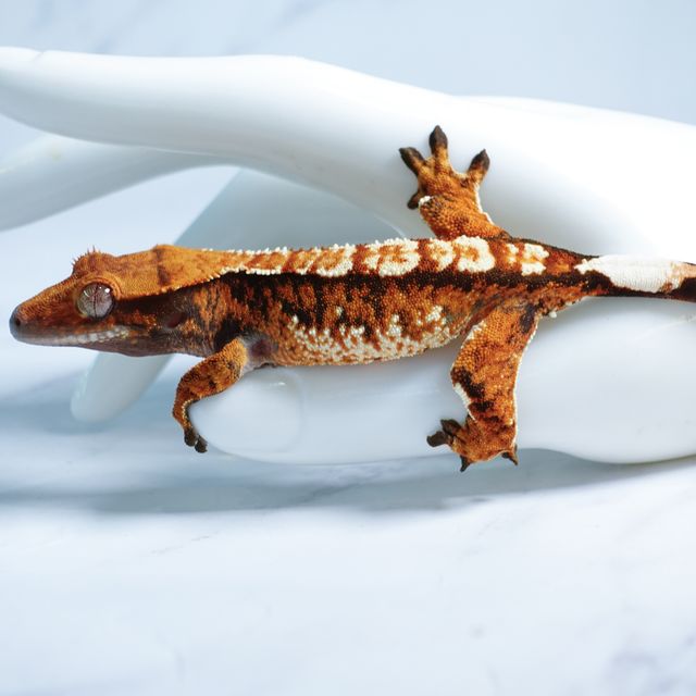 익스트림할리퀸 트라이 텐저린