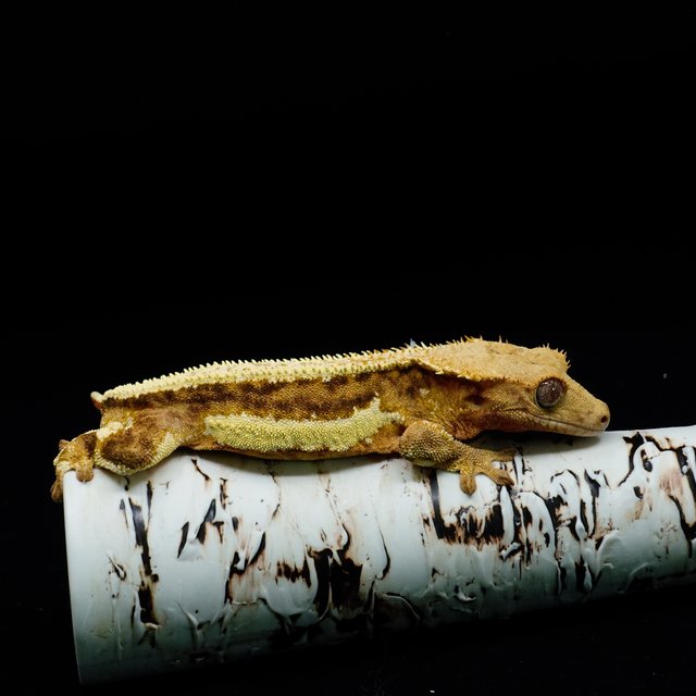 크림시클 릴리화이트