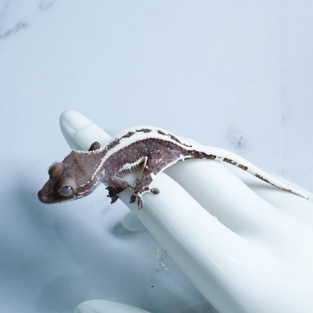 릴잔틱 아잔틱
