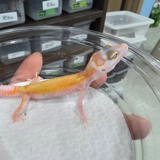 Tremper Albino White&Yellow