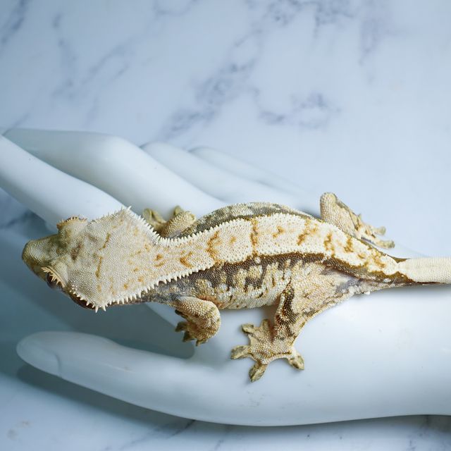 Extreme Harlequin Tri