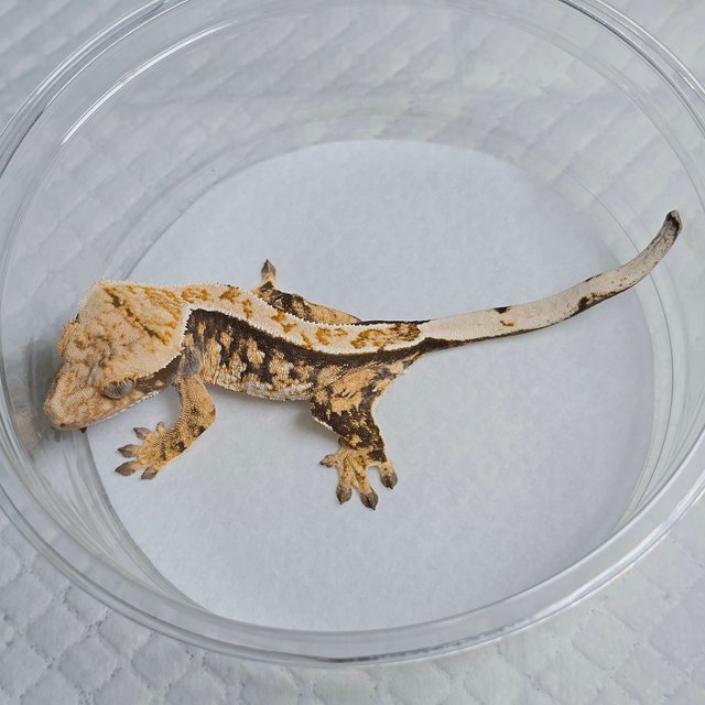 Tri Extreme Harlequin