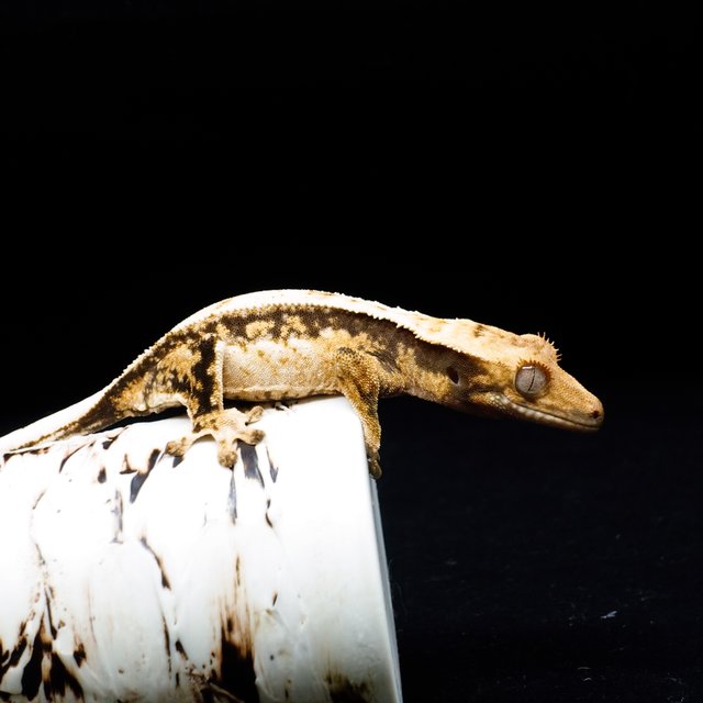 텐저린 쿼드 트라이