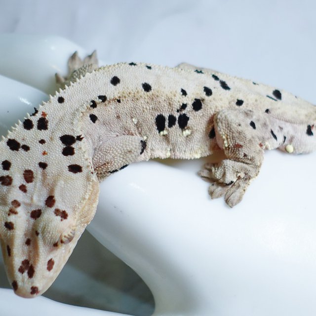 Super Dalmatian Dalmatian