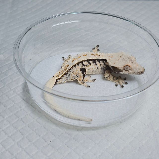 Normal Drippy White Spot