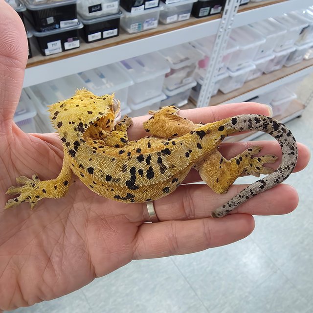 Dalmatian Super Dalmatian