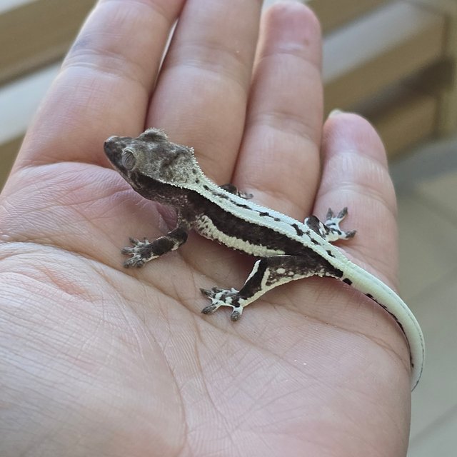 Axanthic