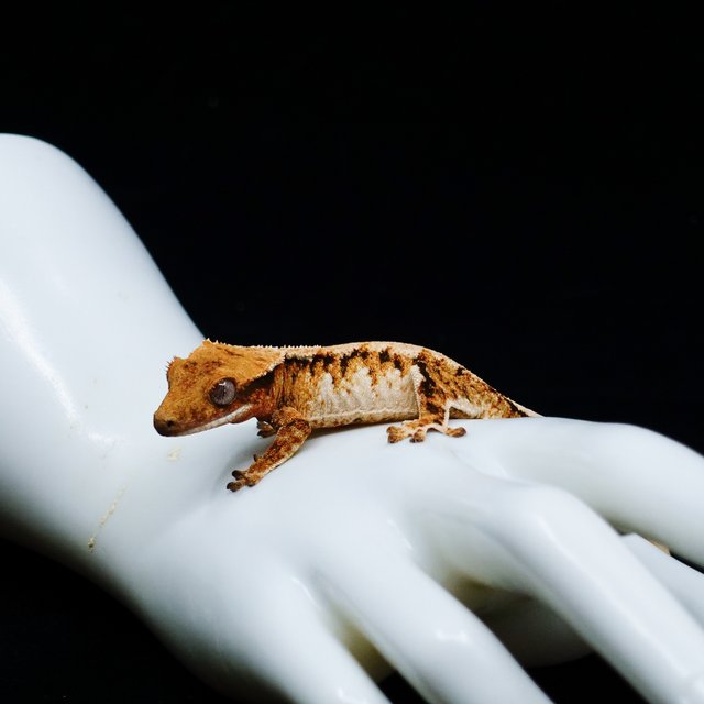 Tangerine Halloween Extreme Harlequin Tri