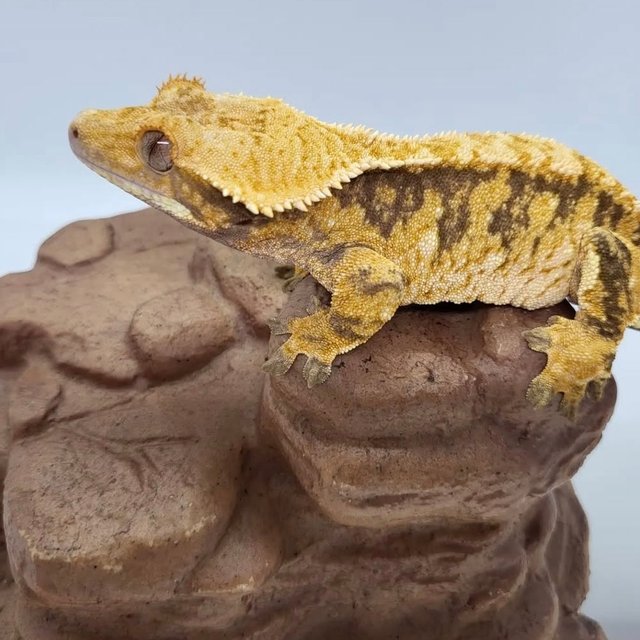 트라이 익스트림할리퀸