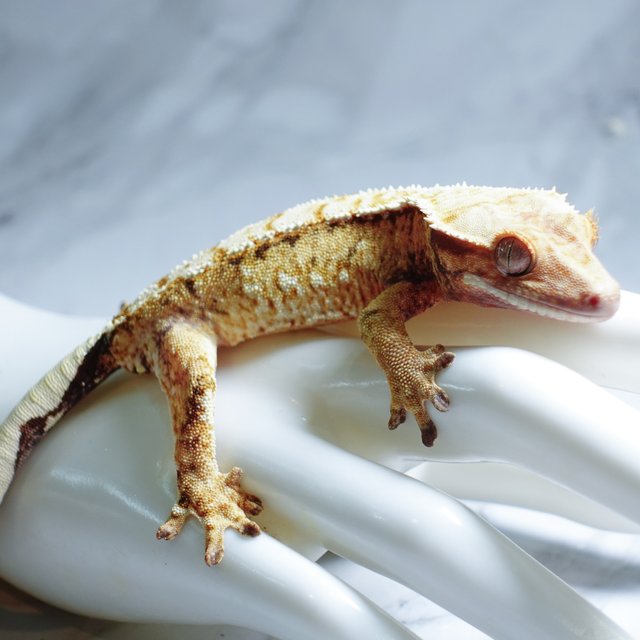 Extreme Harlequin Tri