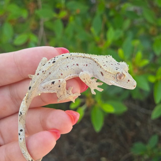 Dalmatian Super Dalmatian