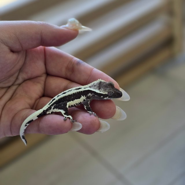 Axanthic