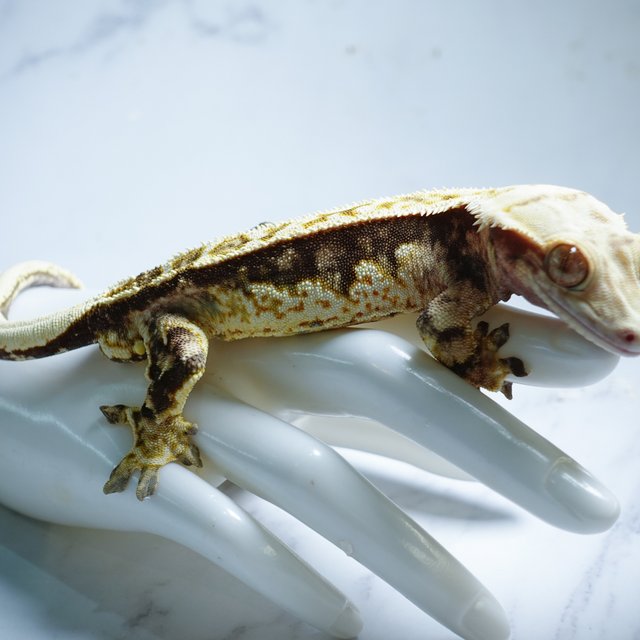 Extreme Harlequin Tri